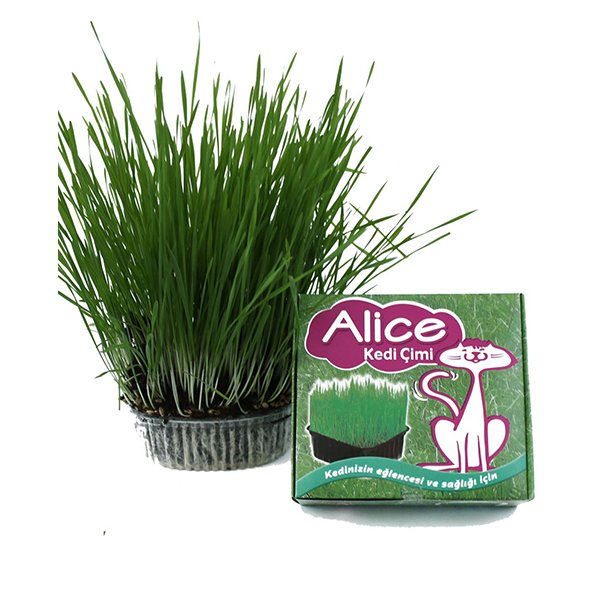 Alice Sindirimi Rahatlatıcı Kedi Çimi | Kedi Çimi