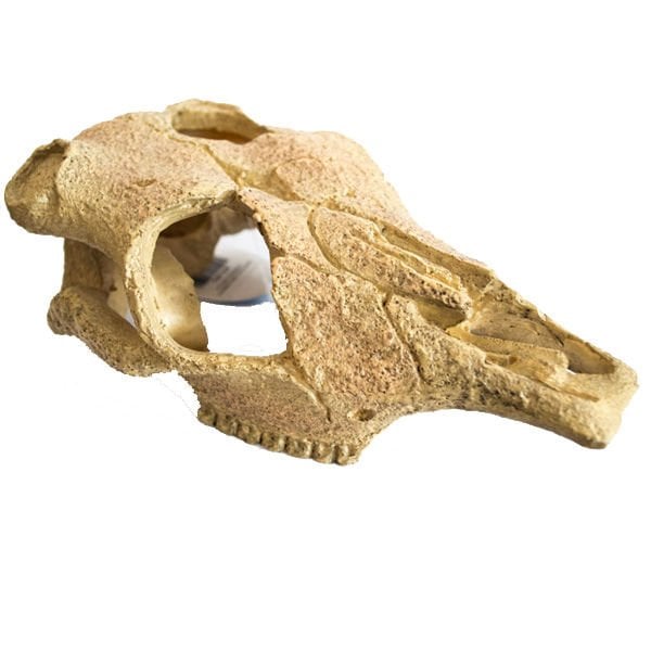 Chicos 16,5x10,5x12 Cm Kuru Kafa | Akvaryum Dekor Fon