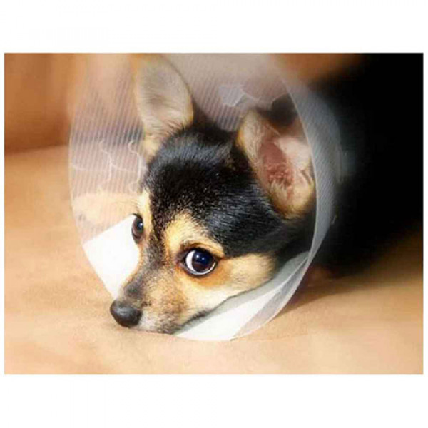 Dermo-vet 25 Cm Şeffaf Köpek Elisabeth Yaka | Köpek Medikal Ürün