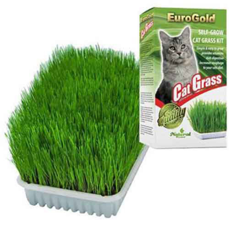 EuroGold Cat Grass Kedi Çimi | Kedi Çimi EuroGold Cat Grass Kedi Çimi | Kedi Çimi