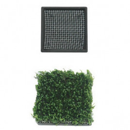 Ista 5x5 Cm Seramik Kare Bitki Tabanı | Akvaryum Taban Malzemesi