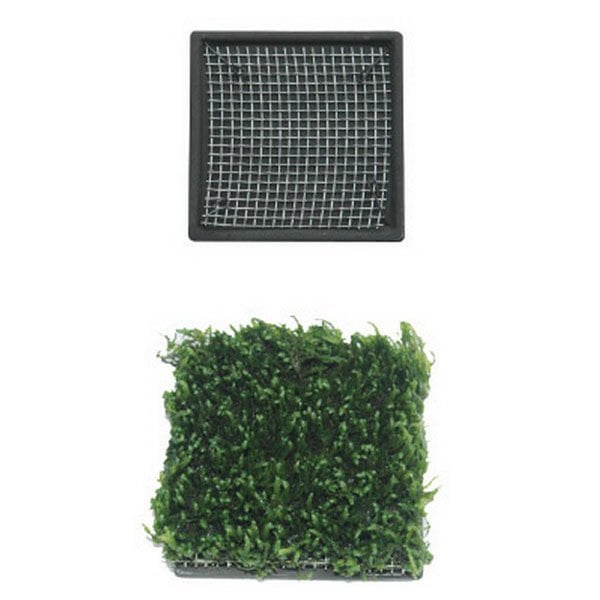 Ista 5x5 Cm Seramik Kare Bitki Tabanı | Akvaryum Taban Malzemesi