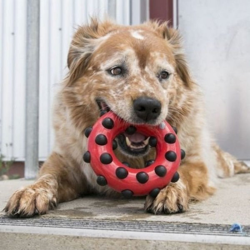 Kong Dotz 15 Cm Halka Sesli Köpek Oyuncağı Large Siyah/Kırmızı 