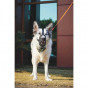 M-Pets Bark Guard Köpek Ağızlığı Sarı Siyah XL 20x17x9 Cm