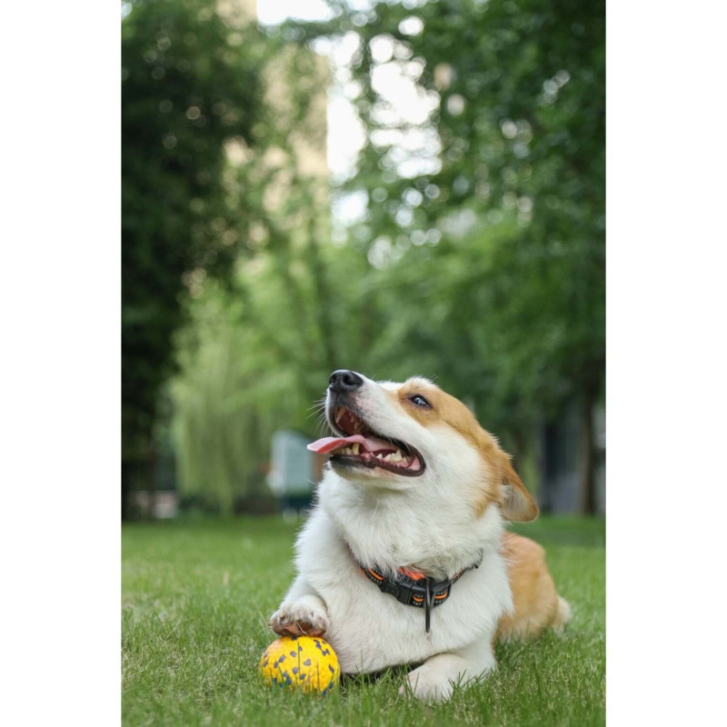 M-Pets Bloom Ball Parçalanmaz Top Köpek Oyuncağı 7 Cm Sarı