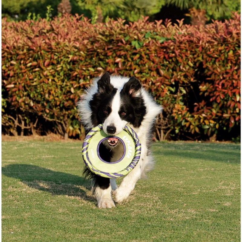 M-Pets Sprintpuff Frizbi Köpek Oyuncağı 24 Cm Mor/Yeşil