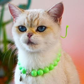 Akrilik Boncuk Künye Yeşil | Kedi Künyesi Ve Çanı Akrilik Boncuk Künye Yeşil | Kedi Künyesi Ve Çanı