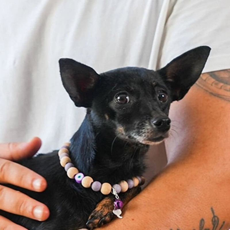 Pnx Pet Ceyt Doğaltaş Künye Mor | Kedi Künyesi Ve Çanı