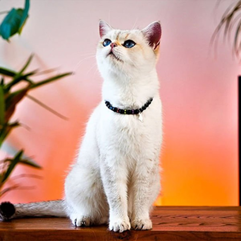 Pnx Pet Hematit Doğaltaş İlahi Koruma Künye | Köpek Kimlik Tipi Ve Künye Pnx Pet Hematit Doğaltaş İlahi Koruma Künye | Köpek Kimlik Tipi Ve Künye