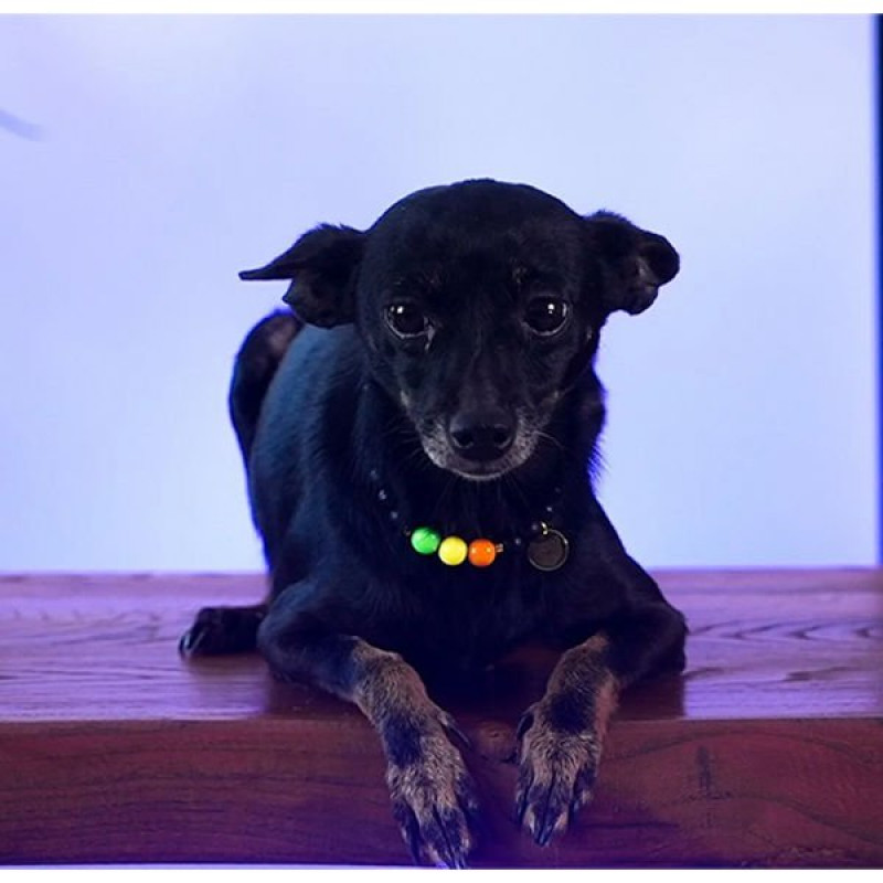 Pnx Pet Kedi Yüzü 3 Renk Künye Renkli | Köpek Kimlik Tipi Ve Künye