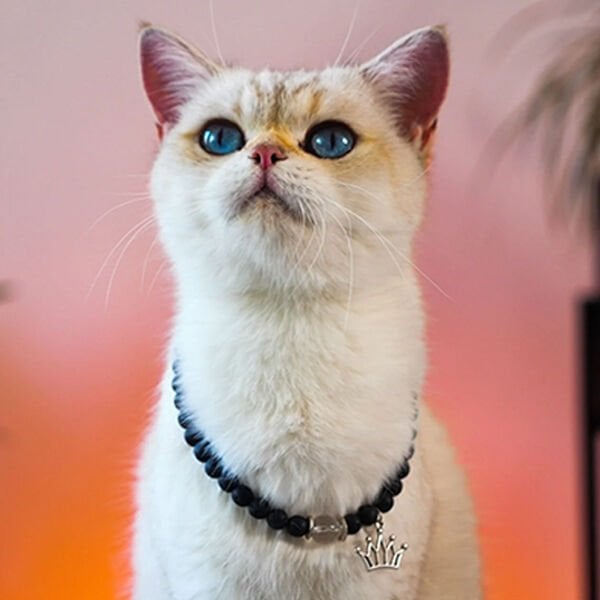 Pnx Pet Kristal Kuvars Doğaltaş Künye | Köpek Kimlik Tipi Ve Künye