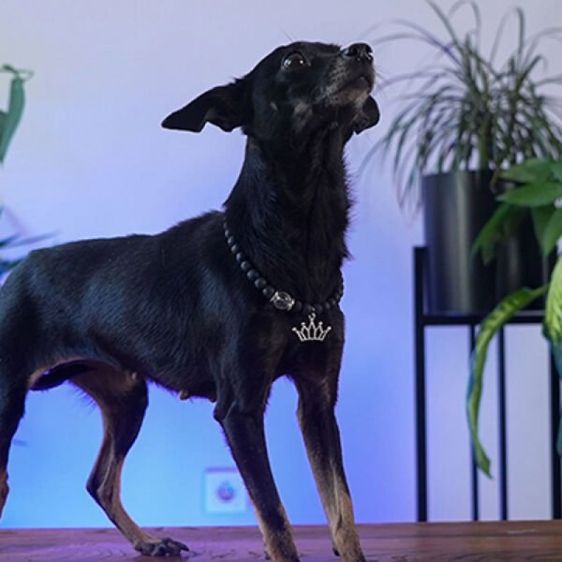 Pnx Pet Kristal Kuvars Doğaltaş Künye | Köpek Kimlik Tipi Ve Künye