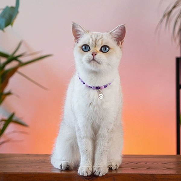 Pnx Pet Lav Doğaltaş Künye Mor | Köpek Kimlik Tipi Ve Künye