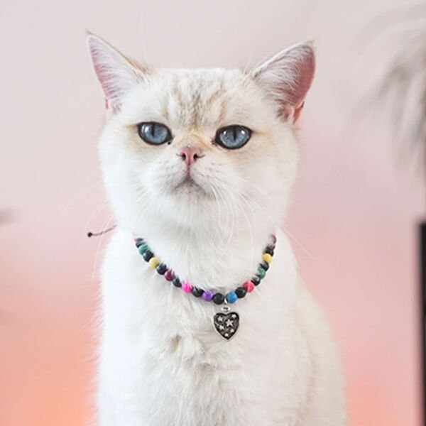 Pnx Pet Lav Doğaltaş Künye Renkli | Köpek Kimlik Tipi Ve Künye