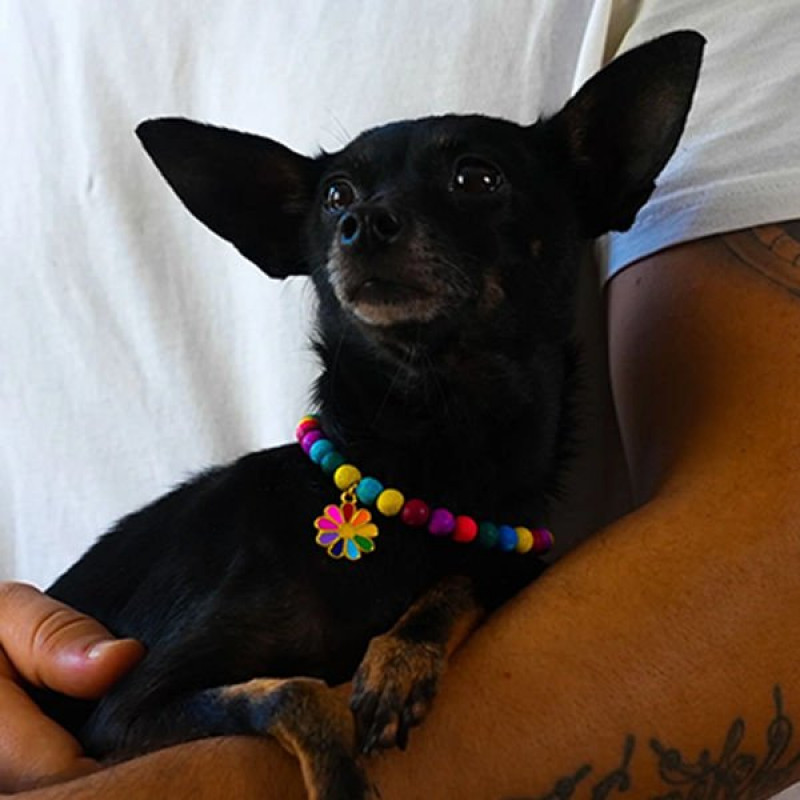 Pnx Pet Lav Doğaltaş Papatya Figürlü Künye | Köpek Kimlik Tipi Ve Künye Pnx Pet Lav Doğaltaş Papatya Figürlü Künye | Köpek Kimlik Tipi Ve Künye