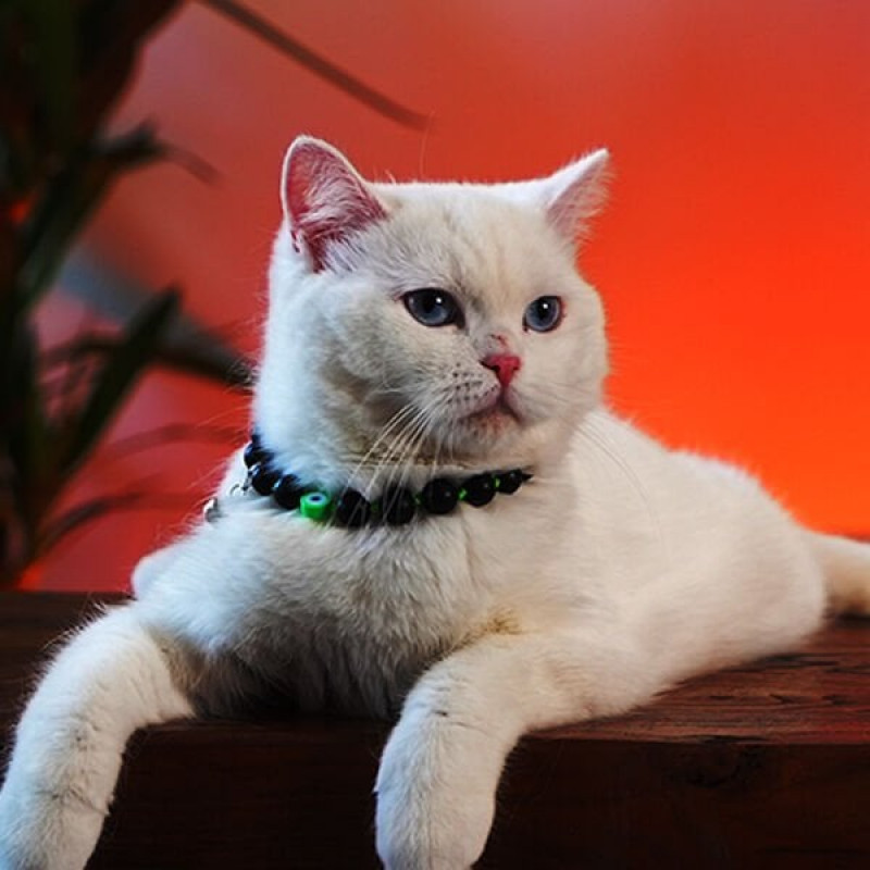 Pnx Pet Nazar Boncuklu Künye Yeşil | Kedi Künyesi Ve Çanı Pnx Pet Nazar Boncuklu Künye Yeşil | Kedi Künyesi Ve Çanı