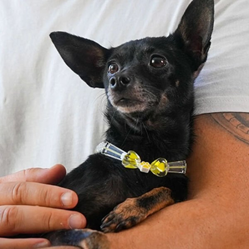 Pnx Pet Şeffaf Kalpler Künye Sarı | Kedi Künyesi Ve Çanı Pnx Pet Şeffaf Kalpler Künye Sarı | Kedi Künyesi Ve Çanı