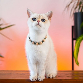 Yeşim Doğaltaş Künye | Köpek Kimlik Tipi Ve Künye Yeşim Doğaltaş Künye | Köpek Kimlik Tipi Ve Künye