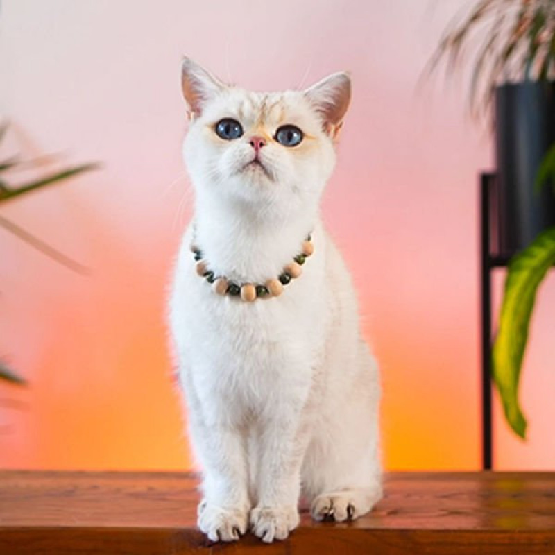 Pnx Pet Yeşim Doğaltaş Künye | Köpek Kimlik Tipi Ve Künye Pnx Pet Yeşim Doğaltaş Künye | Köpek Kimlik Tipi Ve Künye