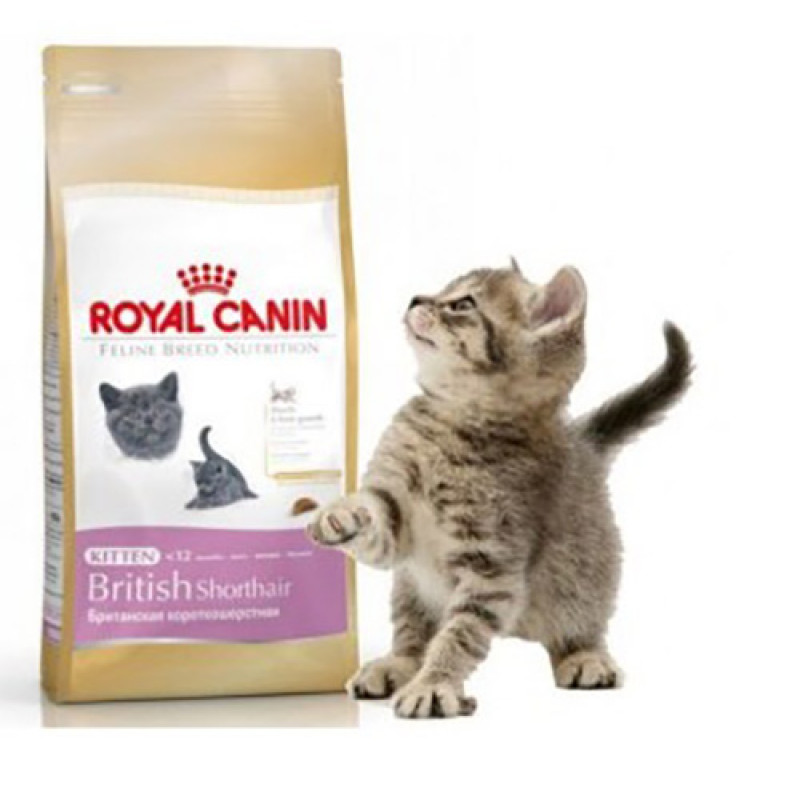 Royal Canin 2 Kg Kitten British Shorthair Yavru | Yavru Kedi Kuru Maması