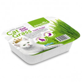 %100 Doğal Sindirimi Rahatlatıcı Çim | Kedi Otu %100 Doğal Sindirimi Rahatlatıcı Çim | Kedi Otu