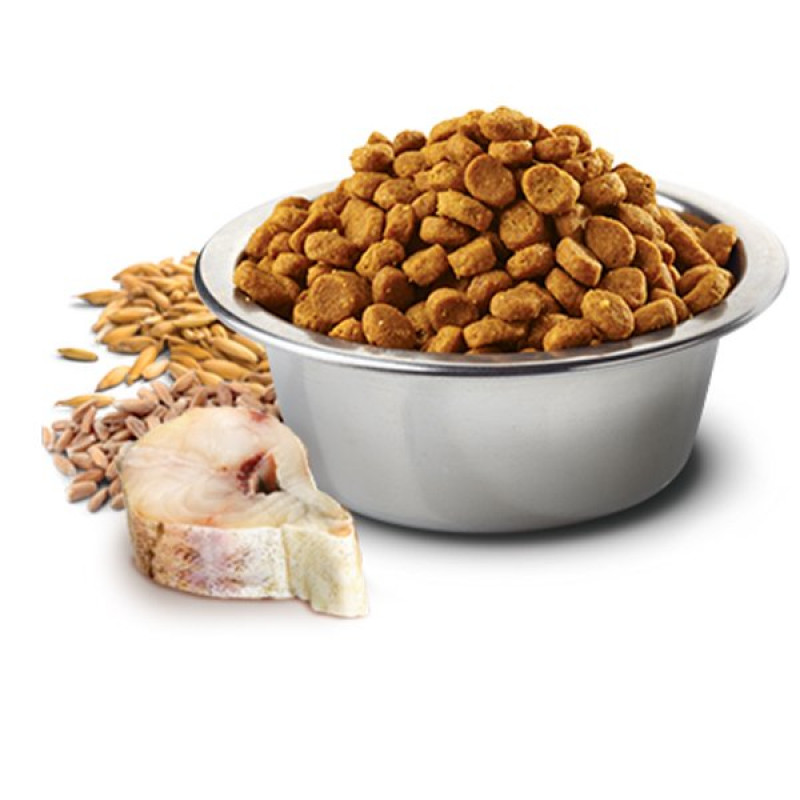 Farmina Team Breeder 10 Kg Düşük Tahıllı Taze Morina Balık & Portakallı Yetişkin | Yetişkin Kuru Kedi Maması