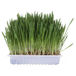 100 Gr Kedi Çimi | Kedi Çimi