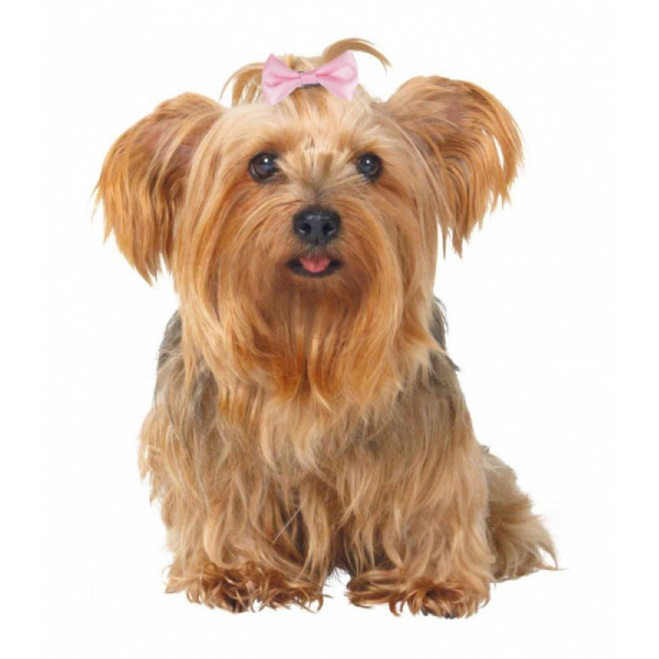 Trixie 4 - 5,5cm Saç Tokası | Köpek Kıyafeti