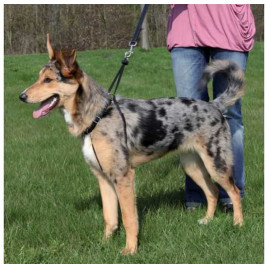 S Köpek Yürüme Eğitim Tasması 27-36 Cm 20 Mm | Köpek Eğitim Tasması S Köpek Yürüme Eğitim Tasması 27-36 Cm 20 Mm | Köpek Eğitim Tasması