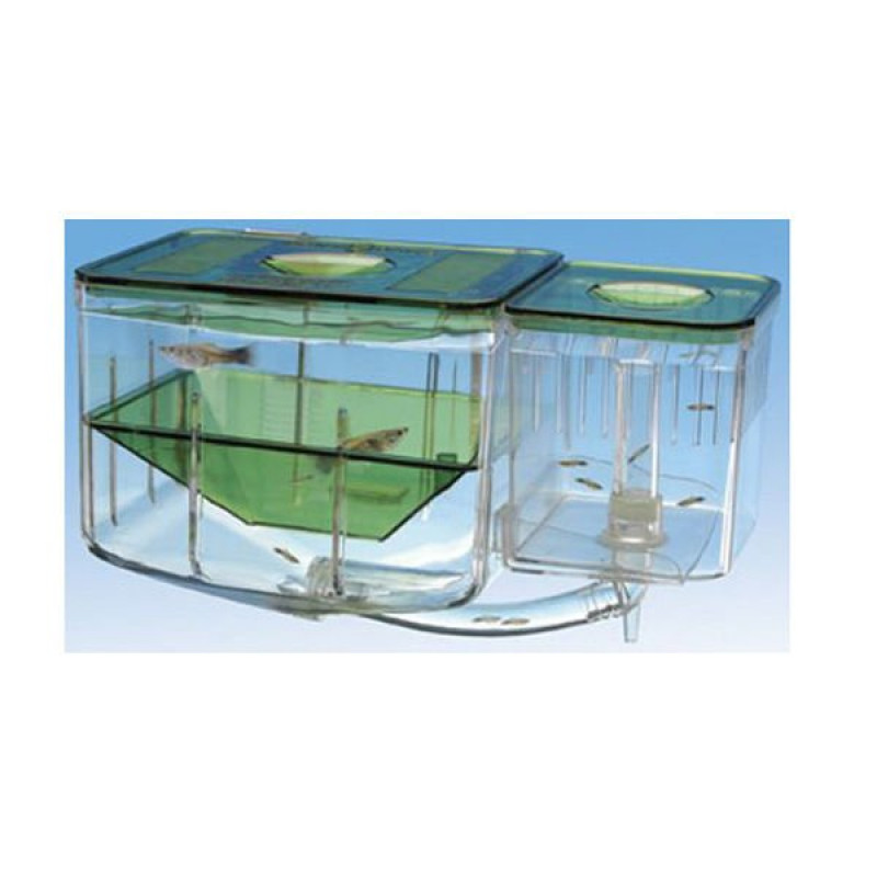 Venys 8x7x7 Cm Yavruluk | Akvaryum Yavruluğu Venys 8x7x7 Cm Yavruluk | Akvaryum Yavruluğu