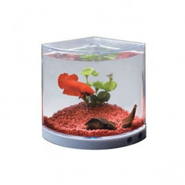 Dönen Renkli Işıklı Beta Akvaryumu | Tatlı Su Akvaryumu