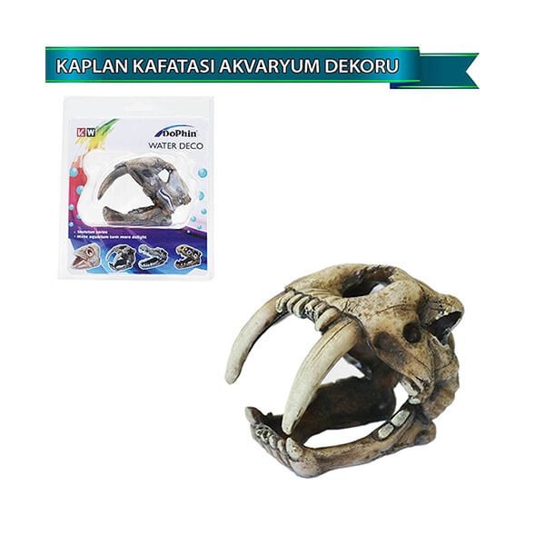Dophin Kaplan Kafatası | Akvaryum Derecesi