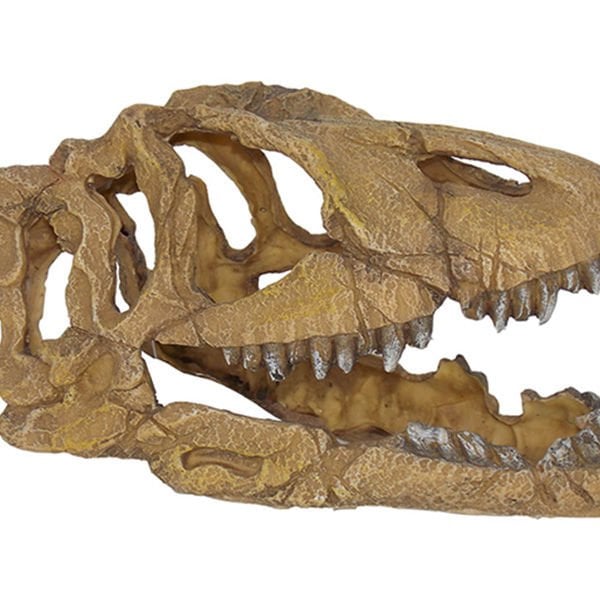 Dophin King Dinazor Fosil Kafa | Akvaryum Dekor Fon