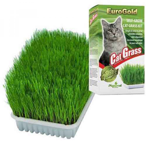 EuroGold Cat Grass Kedi Çimi | Kedi Çimi