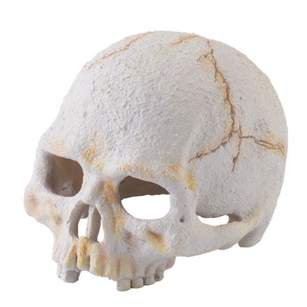 Exo Terra S Kafatası | Kaplumbağa Yuvası