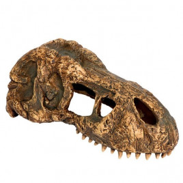 S Trex Kafatası | Kaplumbağa Yuvası