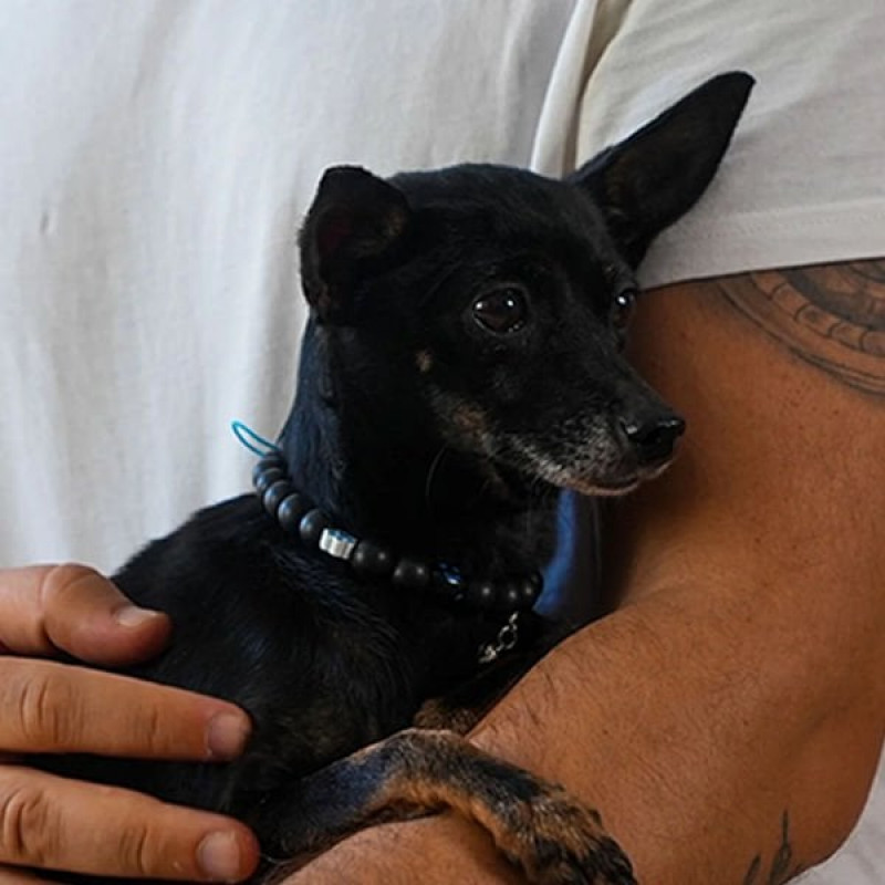 Pnx Pet Hematit Doğaltaş Gülücük Künye Mavi | Köpek Kimlik Tipi Ve Künye