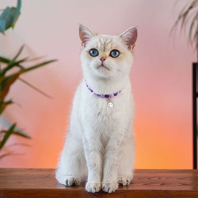 Pnx Pet Lav Doğaltaş Künye Mor | Köpek Kimlik Tipi Ve Künye Pnx Pet Lav Doğaltaş Künye Mor | Köpek Kimlik Tipi Ve Künye