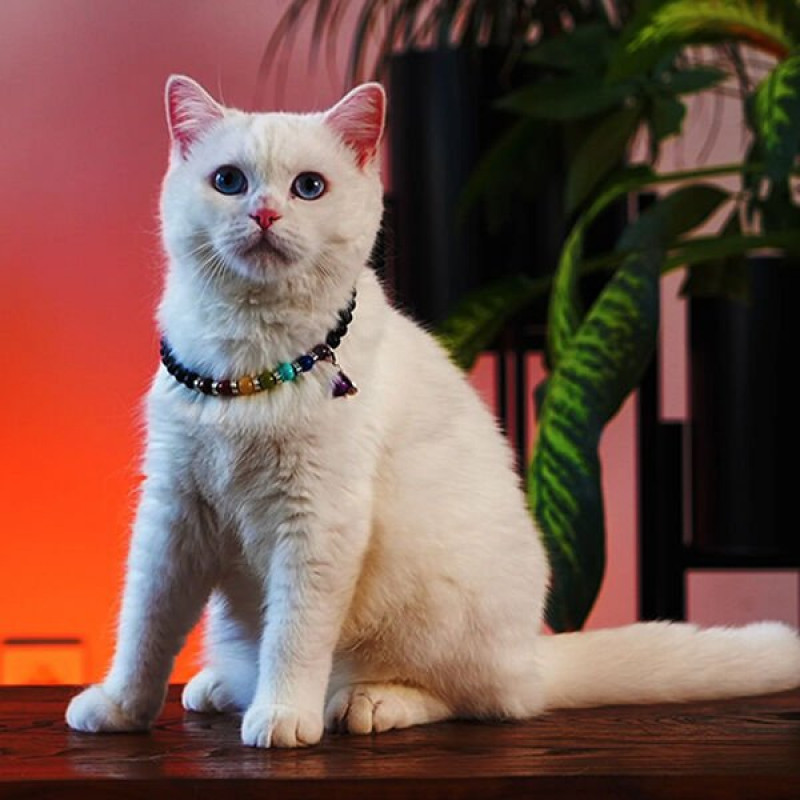 Pnx Pet Çakra Doğaltaş Künye | Köpek Kimlik Tipi Ve Künye Pnx Pet Çakra Doğaltaş Künye | Köpek Kimlik Tipi Ve Künye