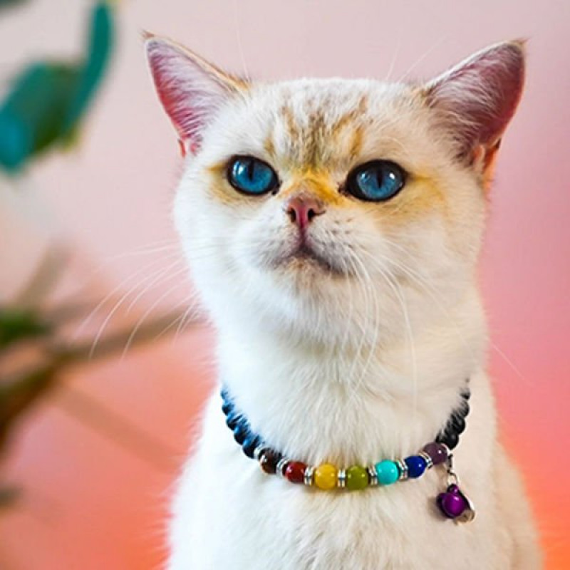 Pnx Pet Çakra Doğaltaş Künye | Köpek Kimlik Tipi Ve Künye