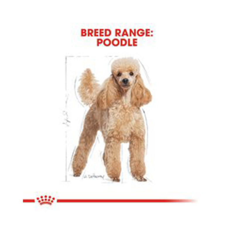 Royal Canin 3 Kg Poodle Adult | Yetişkin Köpek Kuru Maması