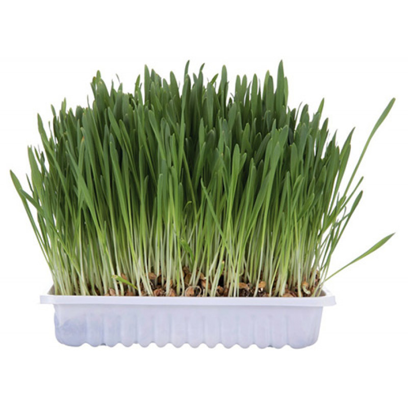 Trixie 100 Gr Kedi Çimi | Kedi Çimi Trixie 100 Gr Kedi Çimi | Kedi Çimi