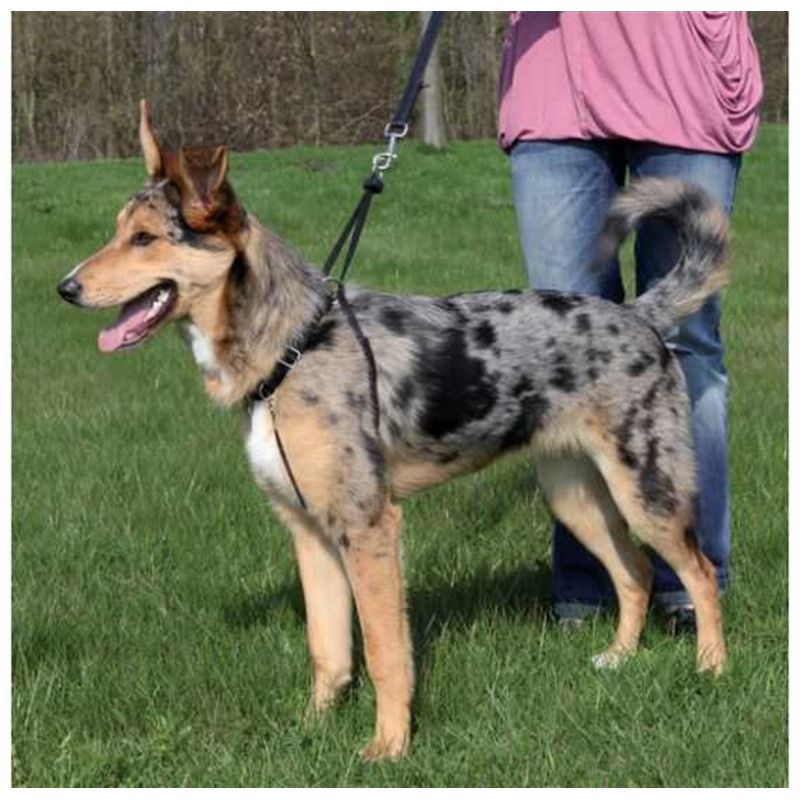 Trixie S Köpek Yürüme Eğitim Tasması 27-36 Cm 20 Mm | Köpek Eğitim Tasması Trixie S Köpek Yürüme Eğitim Tasması 27-36 Cm 20 Mm | Köpek Eğitim Tasması