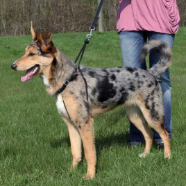 M 33-47 Cm Köpek Yürüme Eğitim Tasması 25 Mm | Köpek Eğitim Tasması