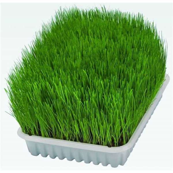 Trixie Yavru Ve Yetişkin Kedi Çimi Yumuşak | Kedi Çimi