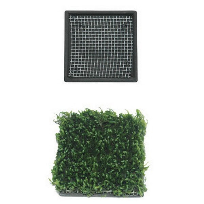 Ista 5x5 Cm Seramik Kare Bitki Tabanı | Akvaryum Taban Malzemesi Ista 5x5 Cm Seramik Kare Bitki Tabanı | Akvaryum Taban Malzemesi