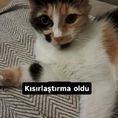 Şıpşıp  pırpır  Şişman bal 