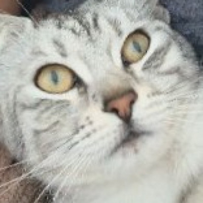 Benekli