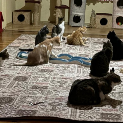 Mısır-Paşa-Prenses +20