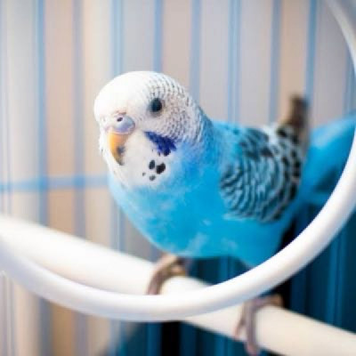Bördi